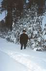 Зимний лес в Сургуте. Снег и елки. Январь 2001